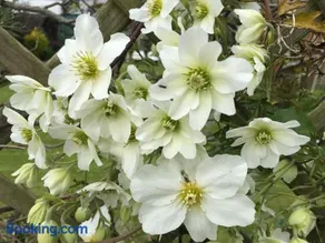 Clematis House Gloucester Road - Image 1