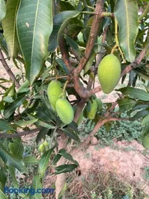 RajKamal's Farm - Image 5