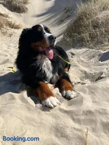 Romantisch Huisje nabij het strand met uitzicht op de tulpenvelden - Image 4