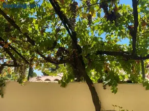 Évasion en Provence Bas de Villa avec Jardin & Vignes, Soleil & Fraîcheur - Image 2