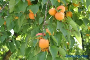Gite Abricotier - Image 4
