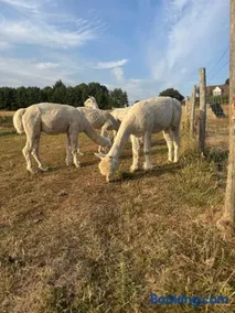 Apple Blues Farm - Image 4