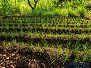 Auravanam Natural Organic Farm Stay - Image 3