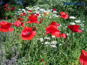 Appartamento con griglia, giardino e terrazza | Vista sul giardino - Image 5