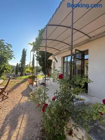 Brin d'Olivier en Luberon - Image 1