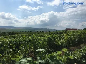 Transylvania WINE - Image 1