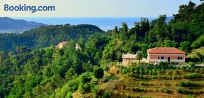 Olivium - Image 1