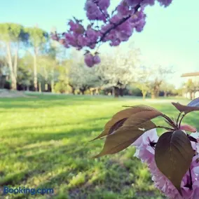 Oasi Borghetto Verde - Image 2