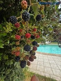 Tenuta Bufalini - Vinci - Image 2