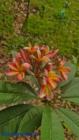 Chalé do Gaia - Image 5