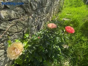 Харизма - Image 2
