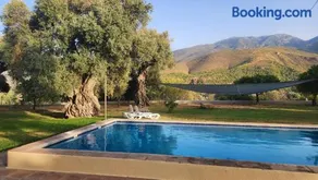 Los Olivos Centenarios - Image 1