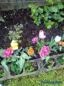 Le Rose Sul Lago - Image 2