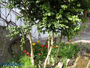 Les Rosiers - Image 4