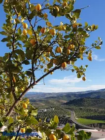 Mirador del Olivar - Image 3