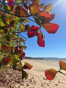 Seashells of Seaforth - Image 1