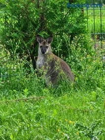Le Nid des Wallabys - Image 1