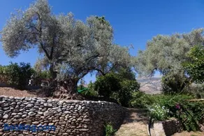 Cortijo el Azahar - Image 5