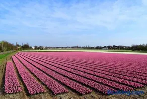 Two Tulips Inn Dutch Retreat - Image 1