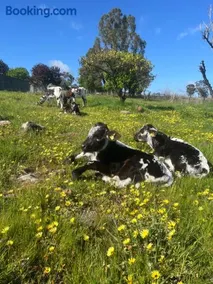 Campaspe Valley View 20 Acres Farm Stay - Image 3