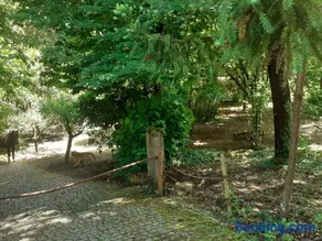 Cabana da Oliveira - Image 2