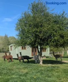 Shepherds hut surrounded by alpacas and ponies - Image 3