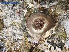 Le Mas de Chartreuse - Image 3
