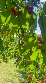 La Dolce Vita. Alloggio nel verde cuore del Friuli Venezia Giulia - Image 2