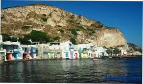 White Coral - Image 2