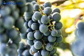 Bio Weingut Sanin - Image 4