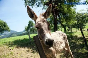 Glamping Savinja - Image 4