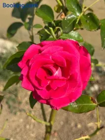 Au parfum des roses - Image 4