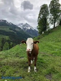 Zauneralm - Image 2