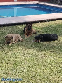 Nada y acampa con tus perritos - Image 3