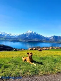 Ferienwohnung mit fantastischer Aussicht - Image 2
