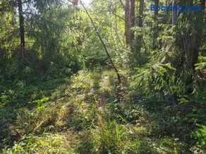 Raja metsaglämping - Image 4