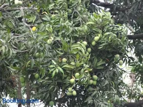 Aamrai home stay - Image 2