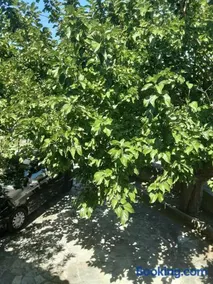 Ησυχη εξοχική κατοικία - Image 2