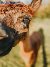 Sleep with Alpacas I Glamping Retreat in National Park Thy - Image 4