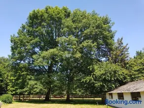 The Two Oaks - Image 2