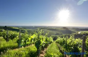Fewos Weingut Pieper Basler - Image 2
