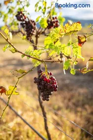 Among the Vines - Image 4