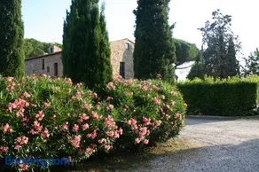 Casaleaurelia - Image 1