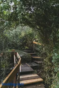 Live in the woods - Image 3