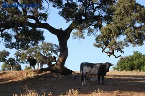 Molino Chirrión - Image 5