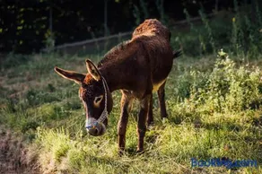 Karaiskos Agritourism Farm - Image 2