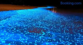 Tour de Bioluminisciencia con Camping - Image 2