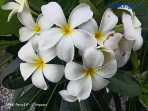 บ้านสวนปลายนา Ban suan pailna - Image 2