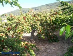 Las Calabazas - Image 3