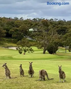 Peaceful Golf Course Escape with Kangaroos - Image 3